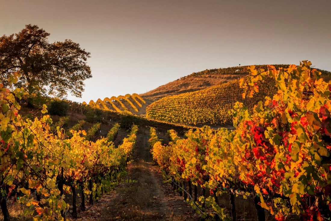 Autumn's Seasonal Wines
