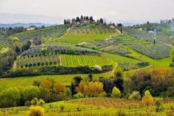 Chianti – The Wine Of Tuscany