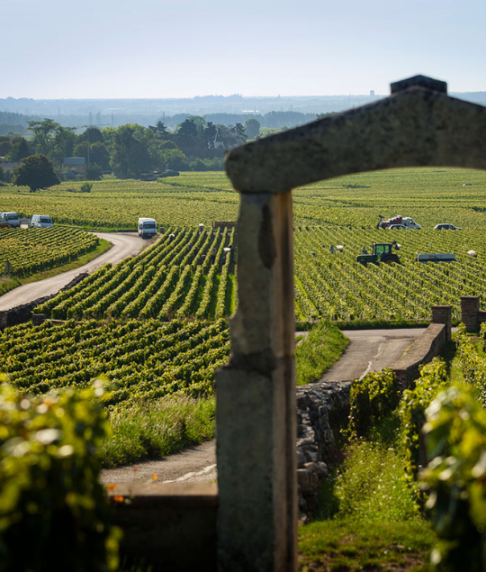 L'Escargot Restaurant, Soho - Dinner: "Puligny Montrachet -v- Chassagne Montrachet" - Tuesday 19th May 2026